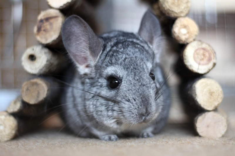 Toilettage nouveaux animaux de compagnie