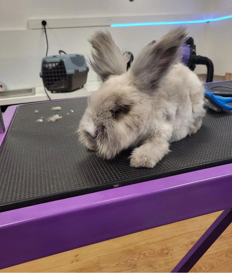 Toilettage pour lapins